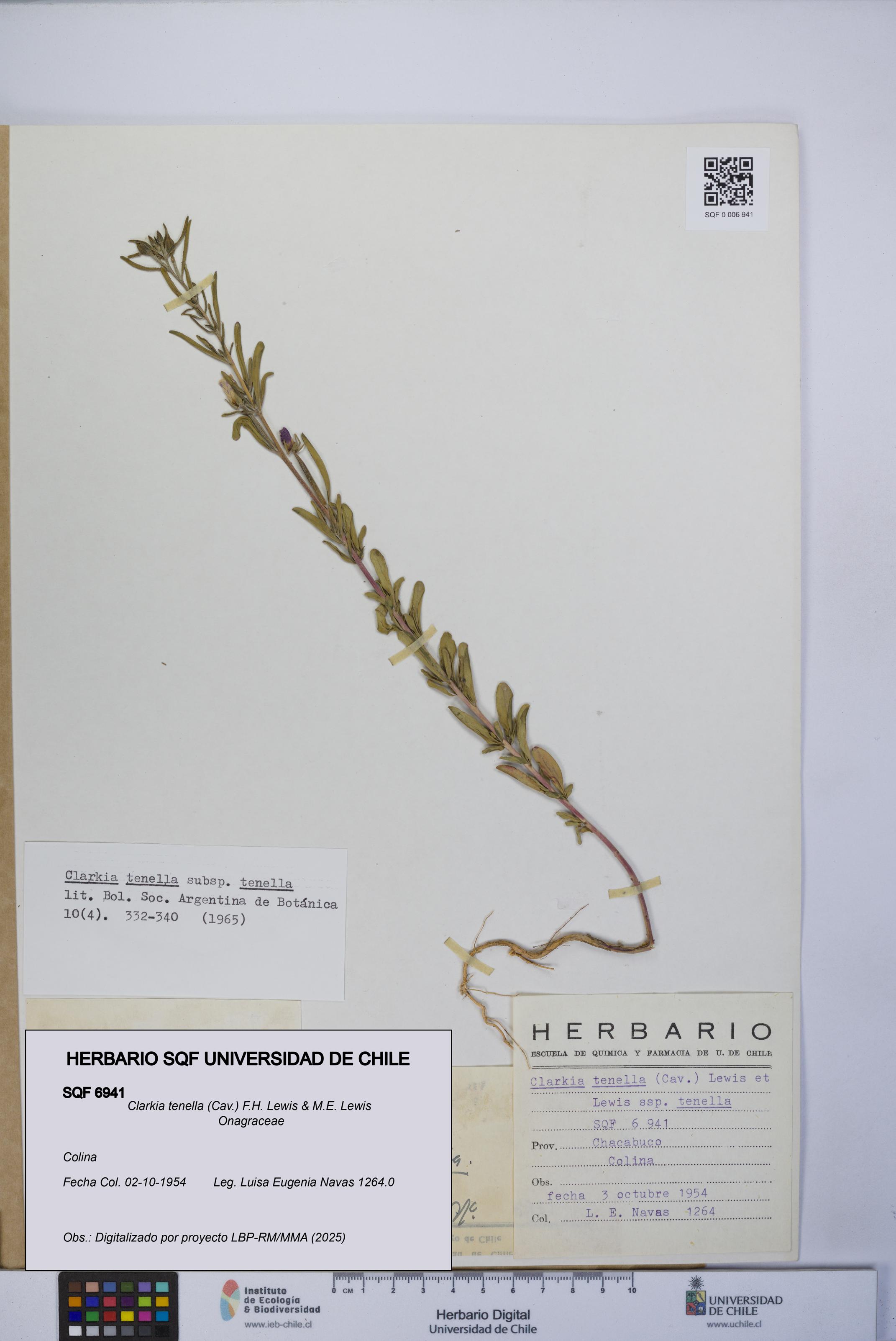 Clarkia tenella [Espécimen: UCH:SQF:0006941]