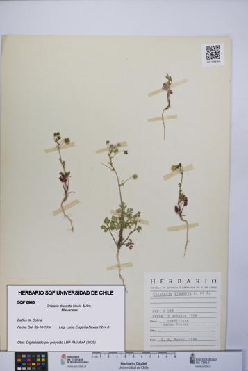 Cristaria dissecta [Espécimen: UCH:SQF:0006943]