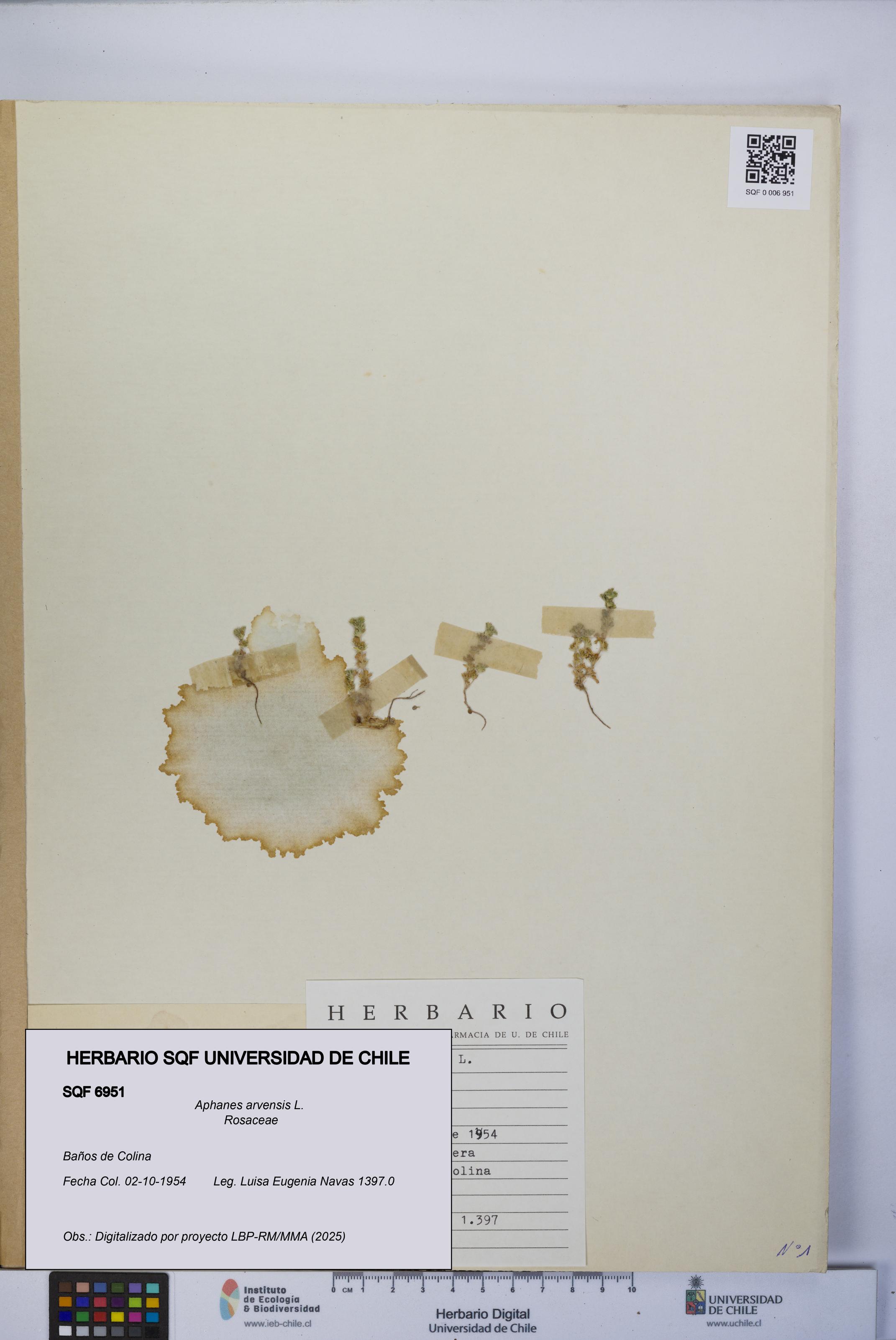 Aphanes arvensis [Espécimen: UCH:SQF:0006951]