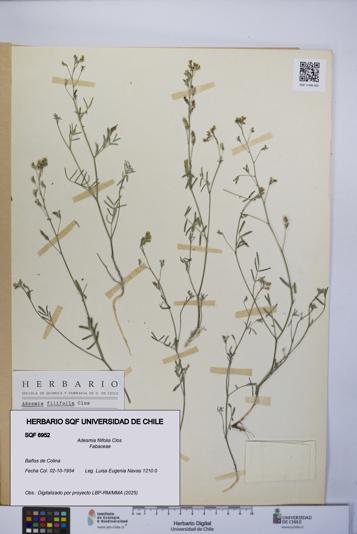 Adesmia filifolia [Espécimen: UCH:SQF:0006952]