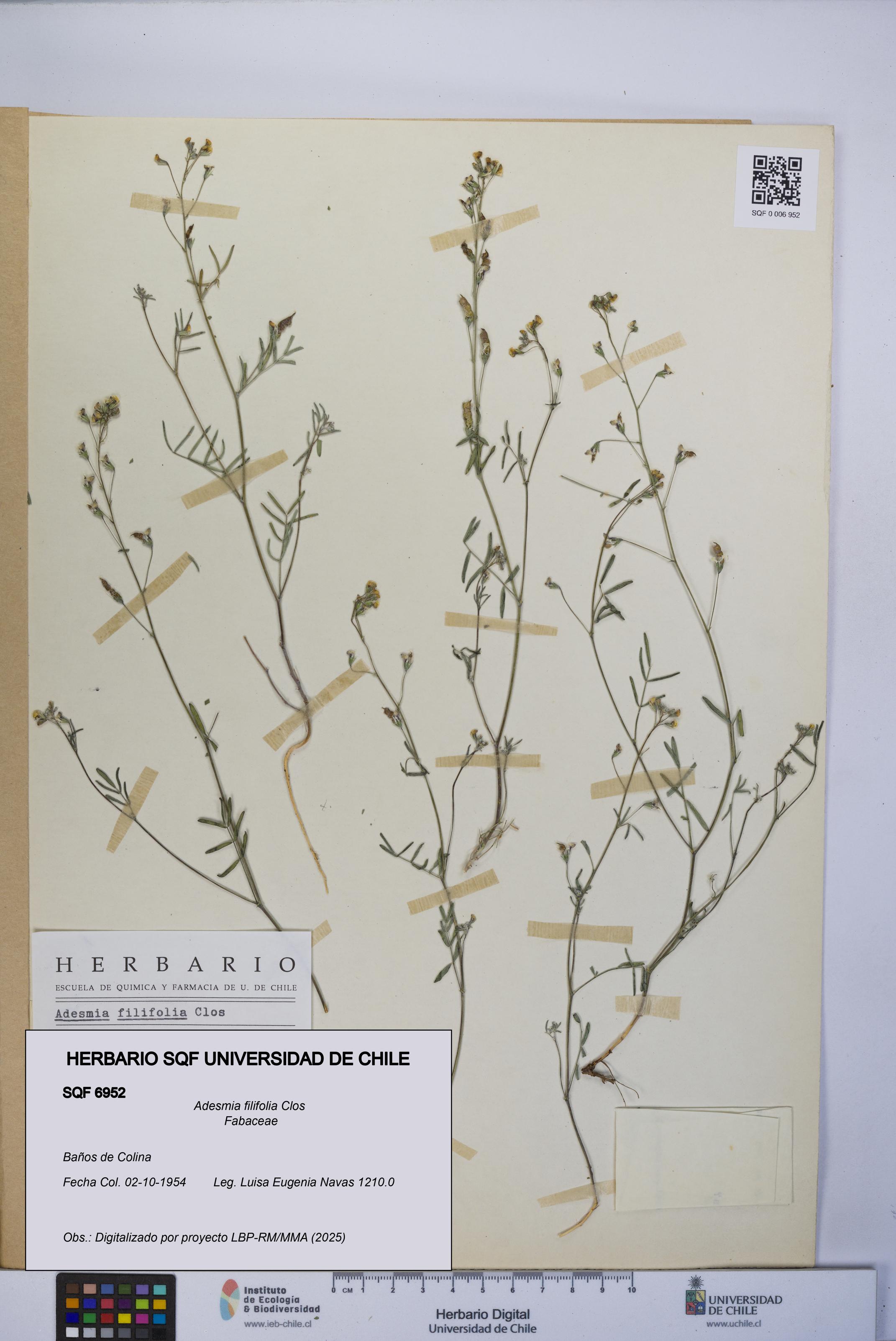 Adesmia filifolia [Espécimen: UCH:SQF:0006952]