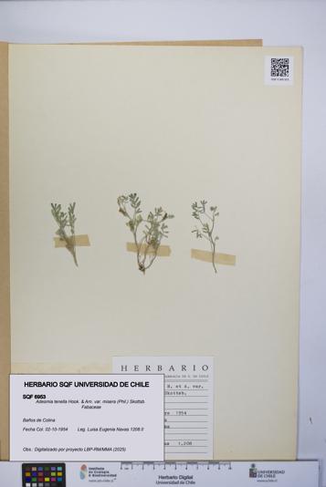 Adesmia tenella var. misera [Espécimen: UCH:SQF:0006953]