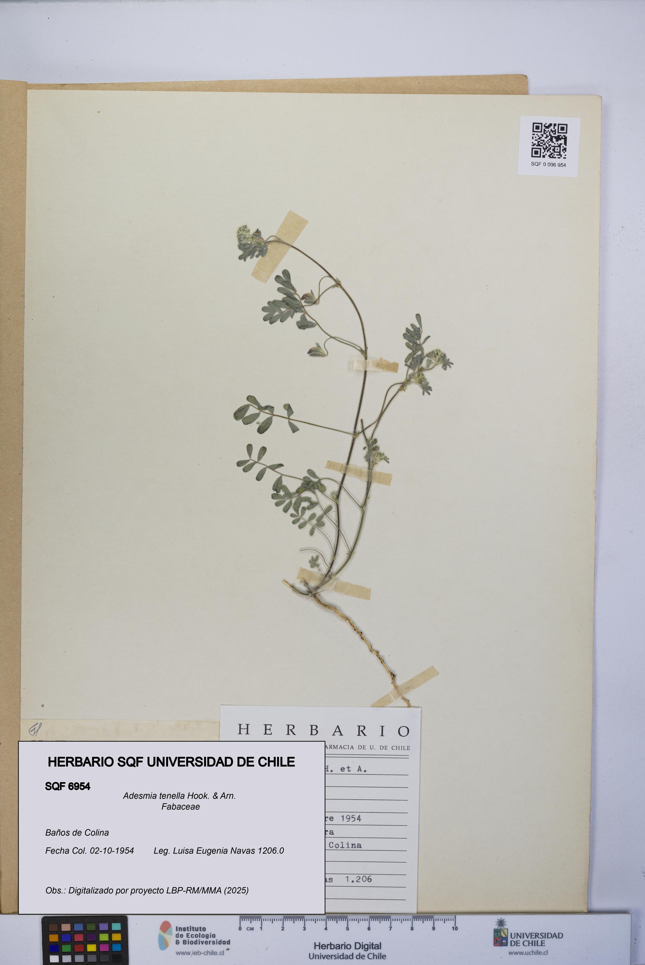 Adesmia tenella [Espécimen: UCH:SQF:0006954]