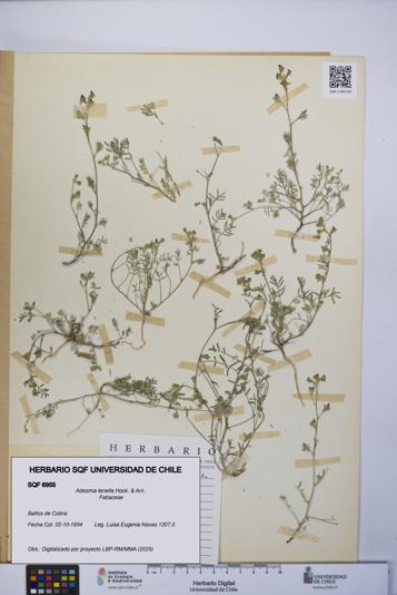 Adesmia tenella [Espécimen: UCH:SQF:0006955]