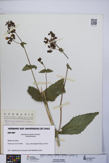 Calceolaria purpurea [Espécimen: UCH:SQF:0006957]