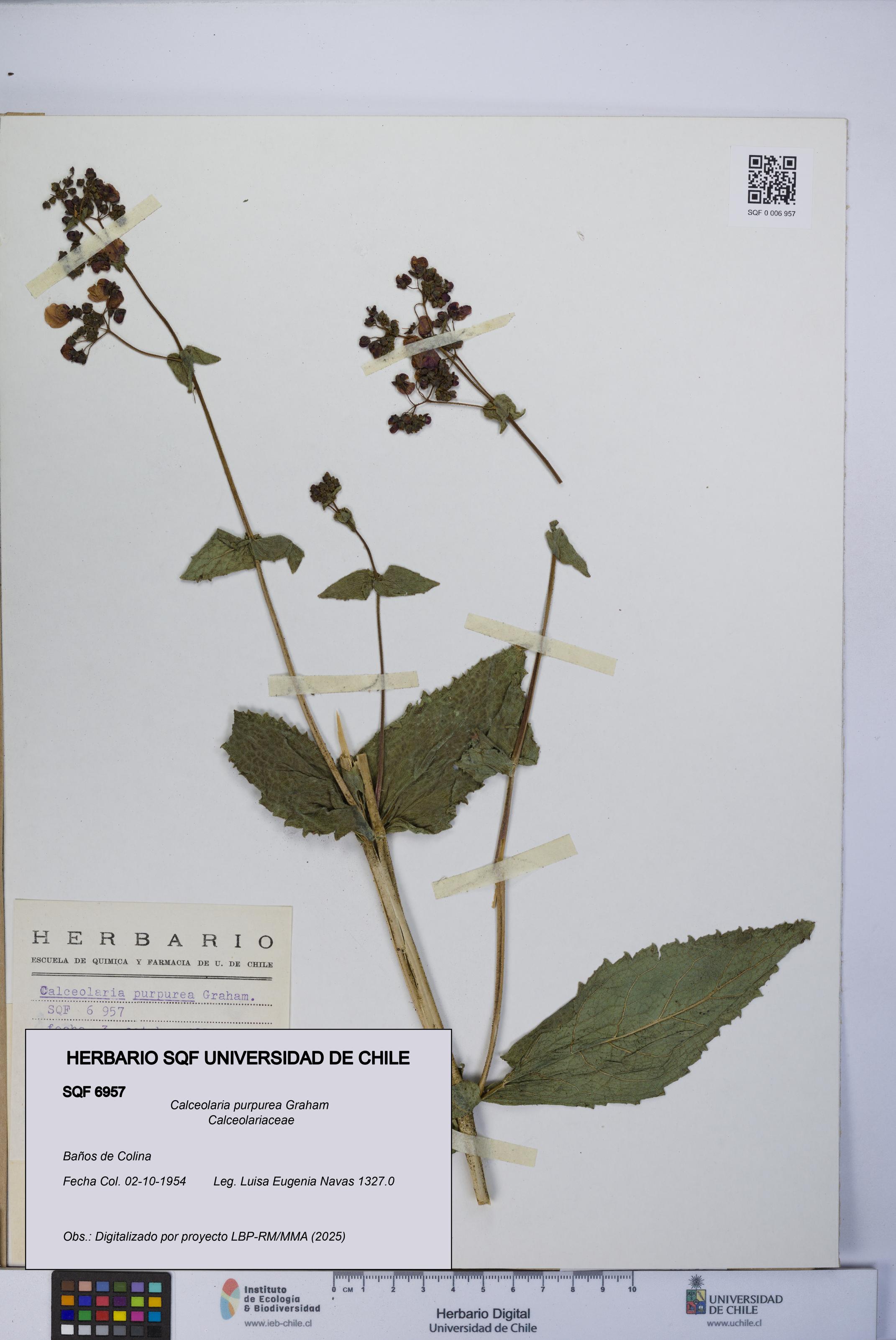 Calceolaria purpurea [Espécimen: UCH:SQF:0006957]