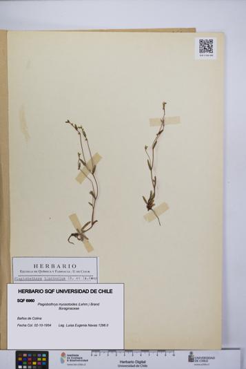 Plagiobothrys myosotoides [Espécimen: UCH:SQF:0006960]