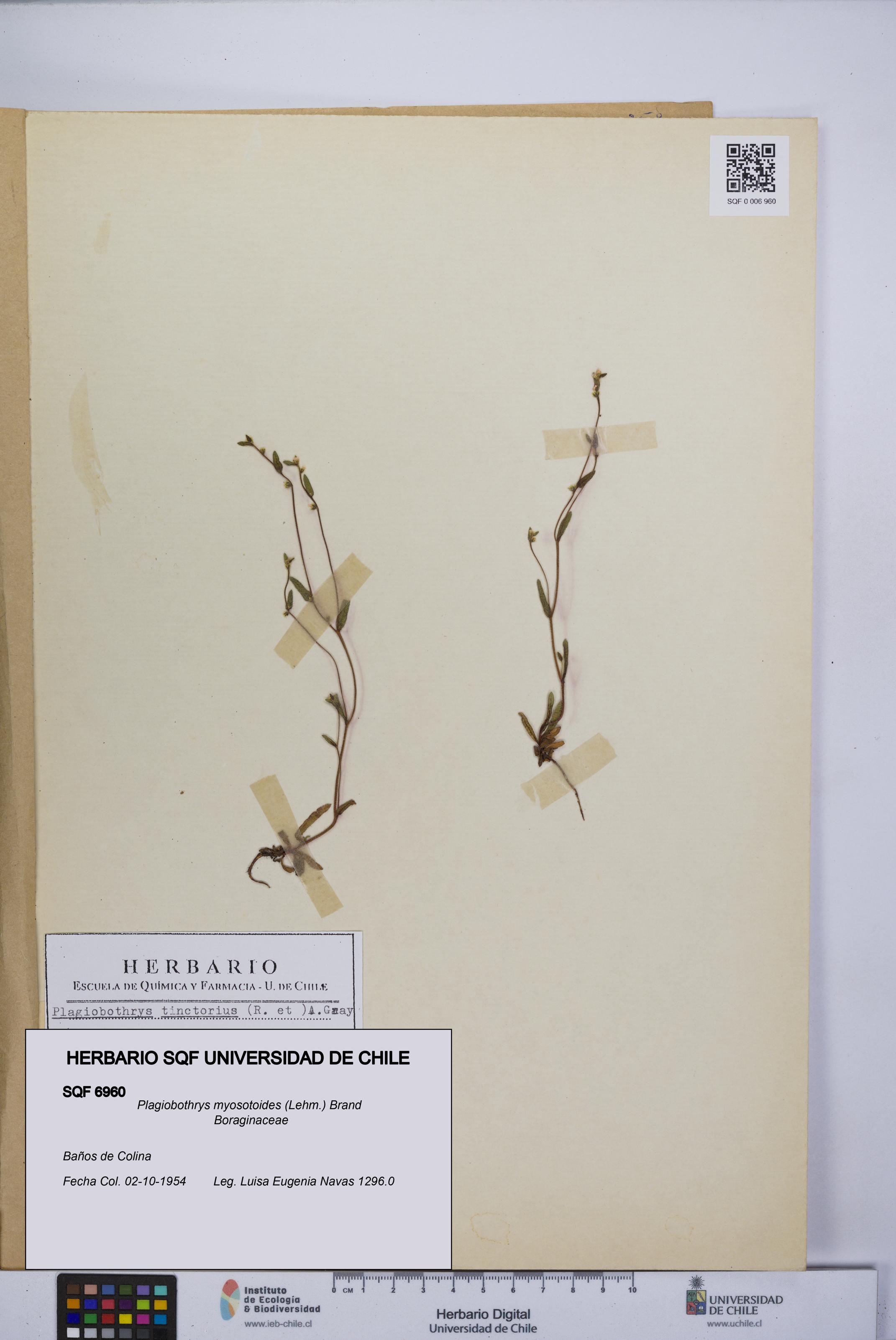 Plagiobothrys myosotoides [Espécimen: UCH:SQF:0006960]