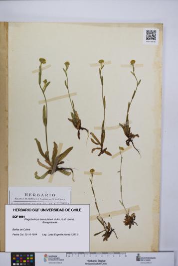 Plagiobothrys fulvus [Espécimen: UCH:SQF:0006961]