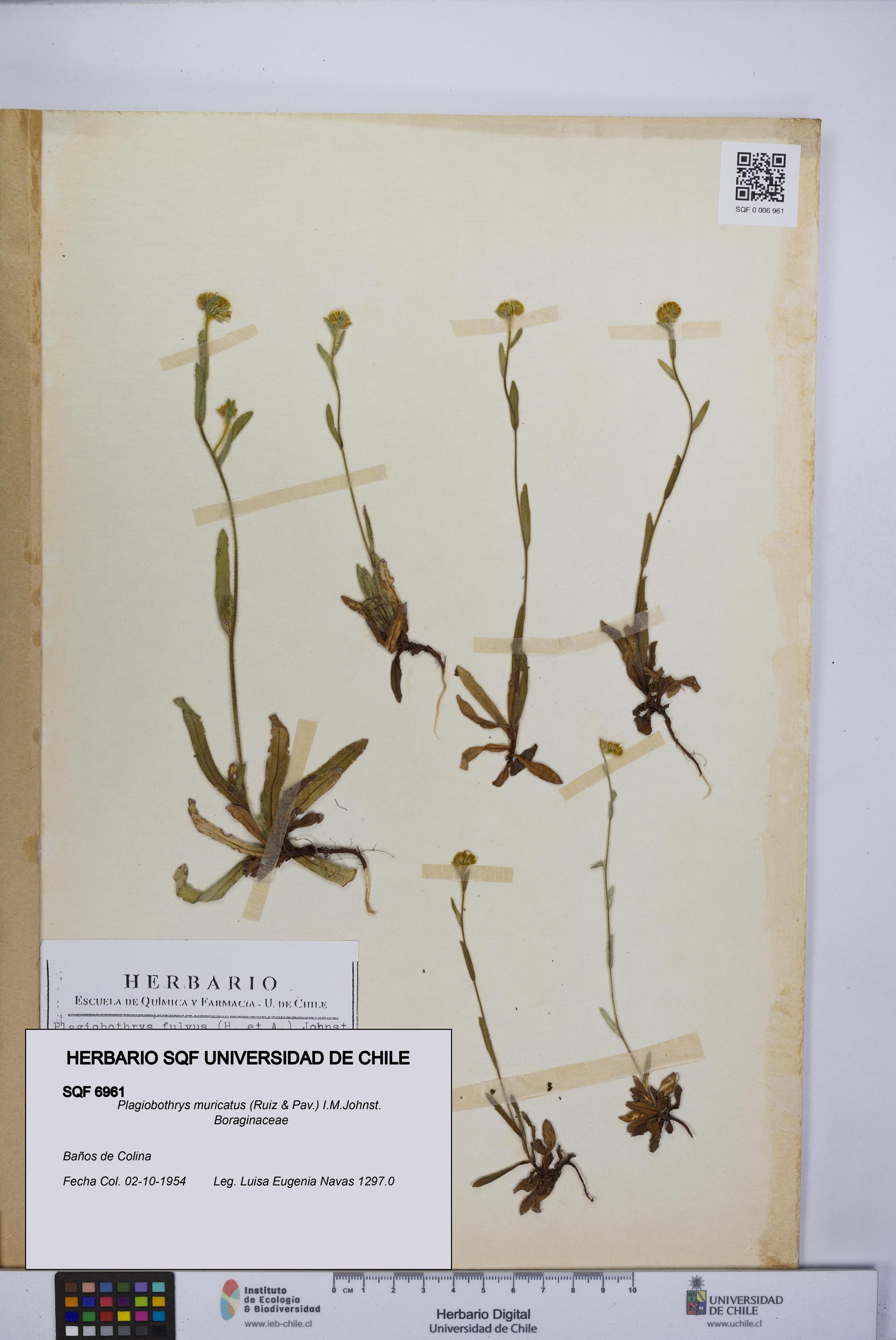 Plagiobothrys muricatus [Espécimen: ]