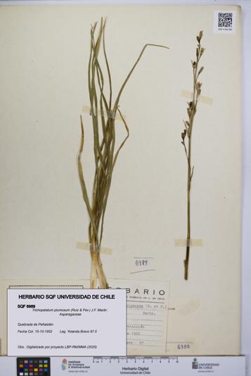 Trichopetalum plumosum [Espécimen: UCH:SQF:0006989]