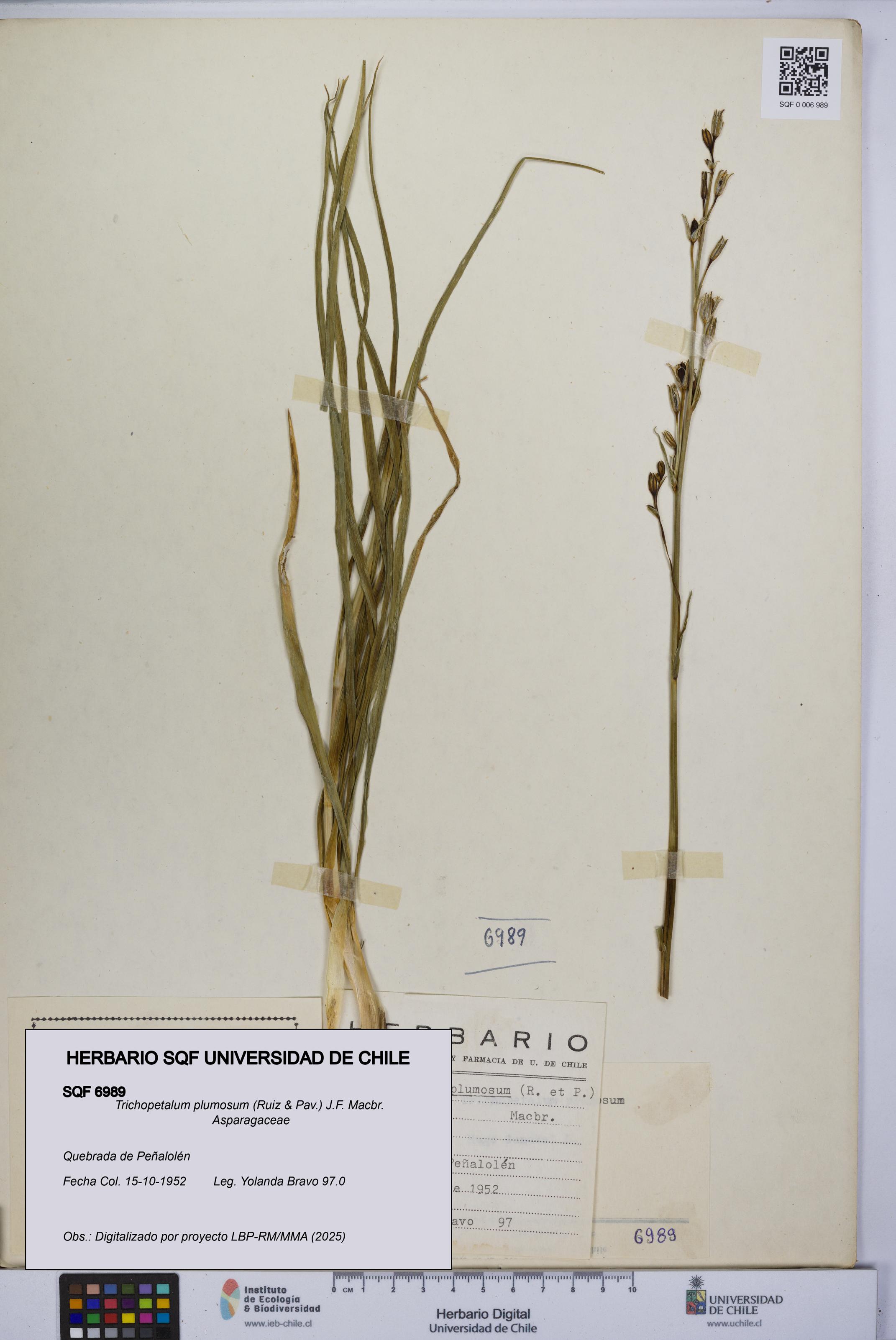 Trichopetalum plumosum [Espécimen: UCH:SQF:0006989]