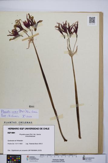 Phycella arzae [Espécimen: UCH:SQF:0006991]