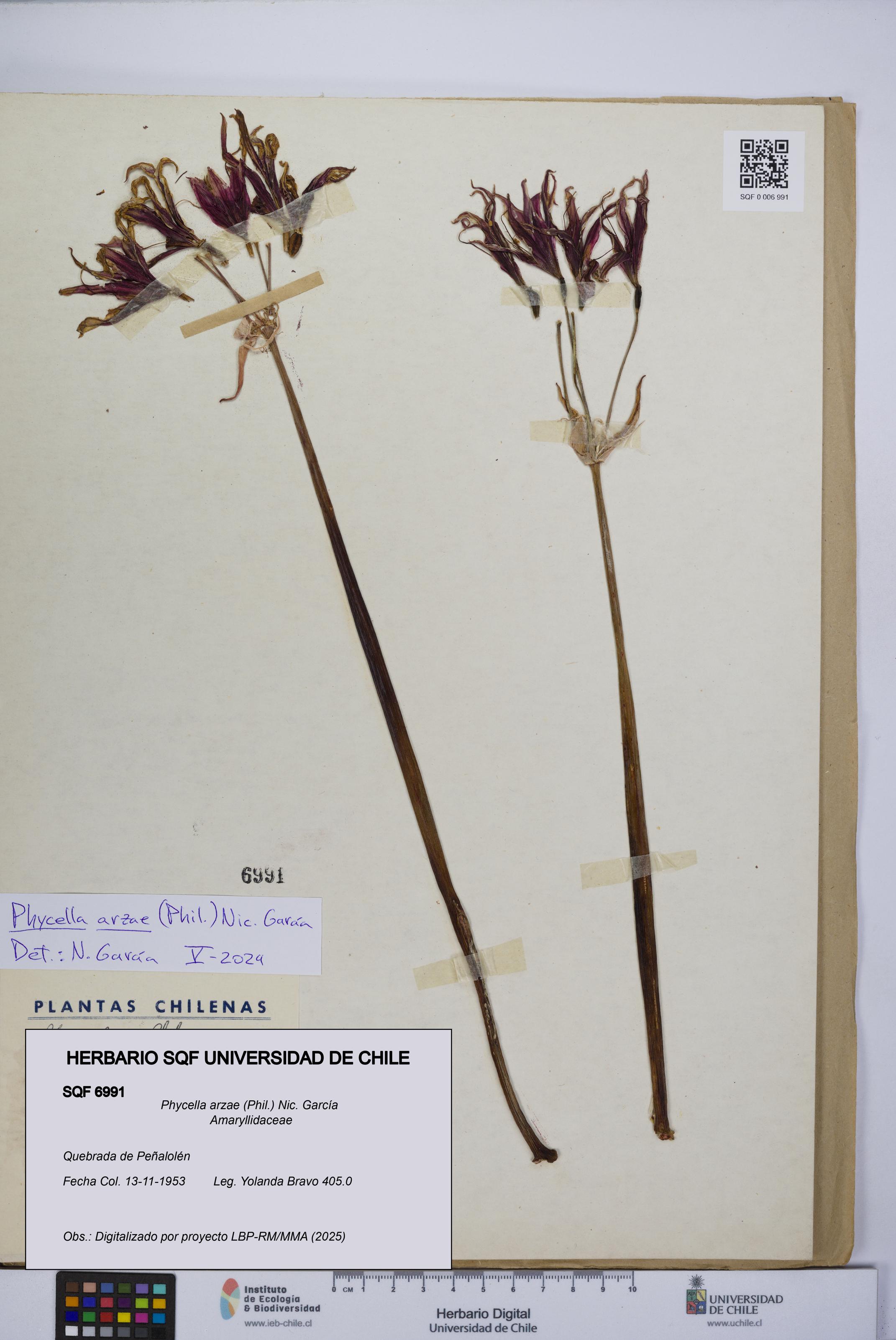 Phycella arzae [Espécimen: UCH:SQF:0006991]