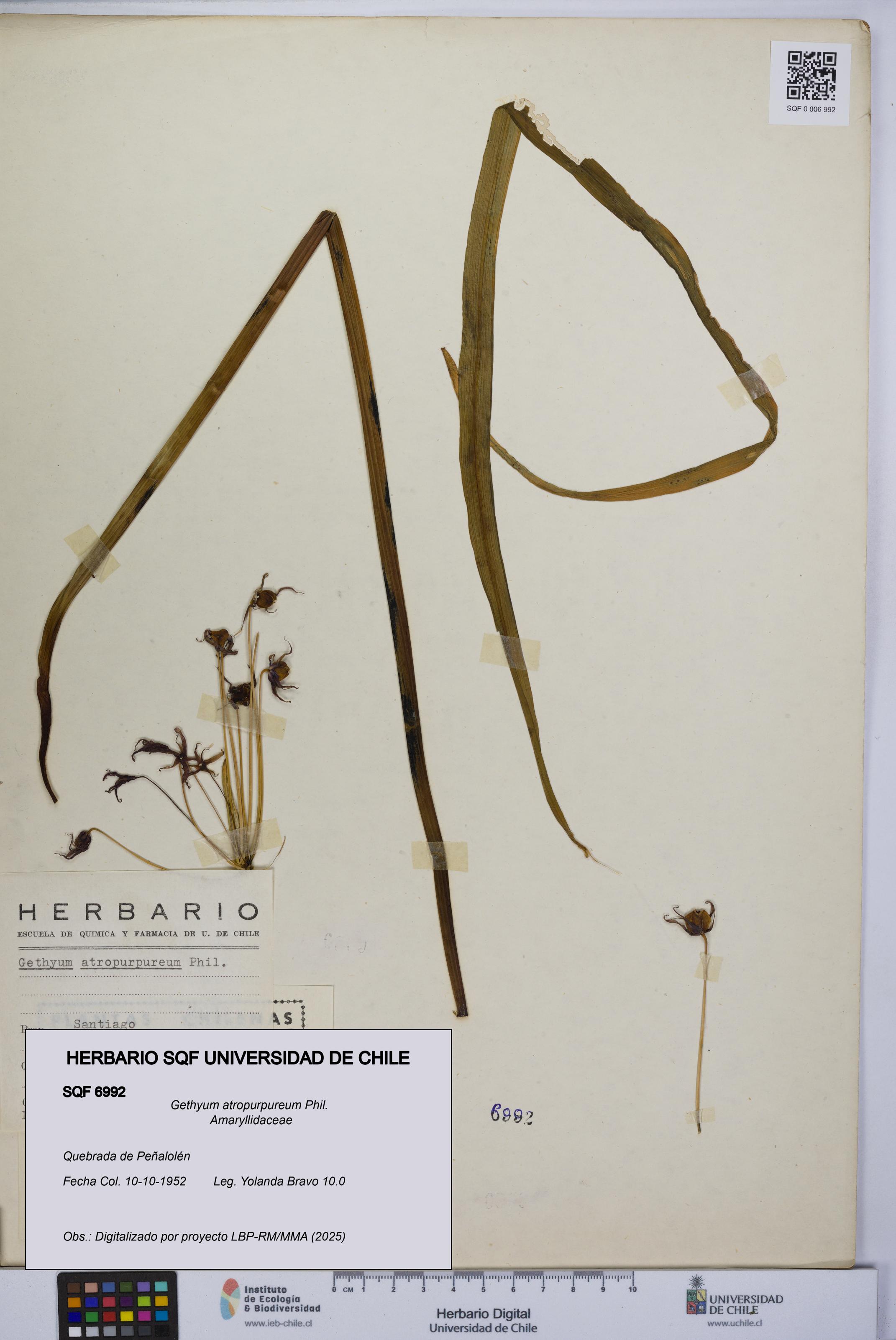 Gethyum atropurpureum [Espécimen: UCH:SQF:0006992]