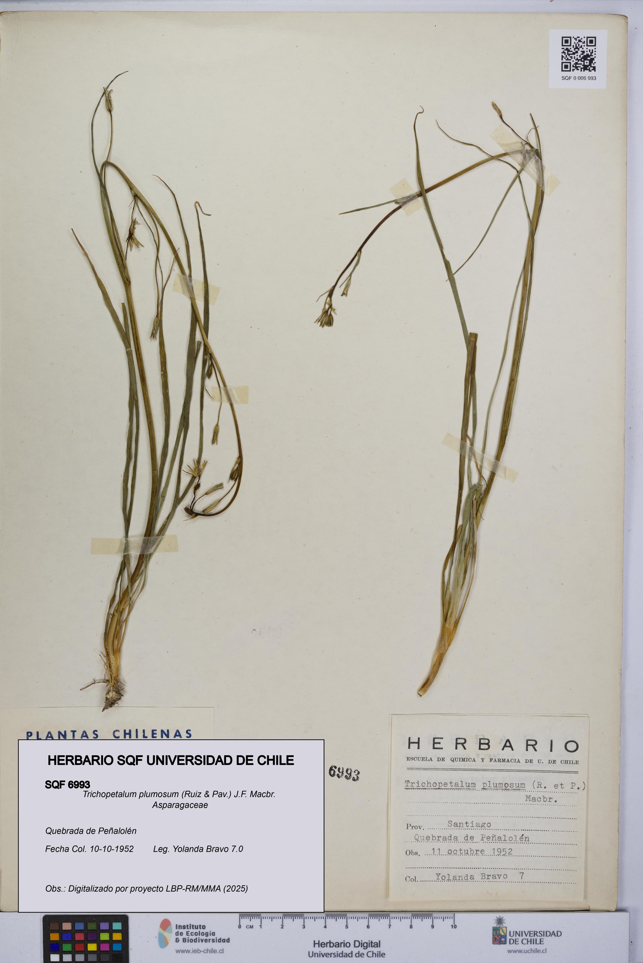 Trichopetalum plumosum [Espécimen: UCH:SQF:0006993]