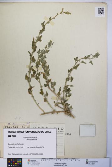 Chenopodium album [Espécimen: UCH:SQF:0007000]