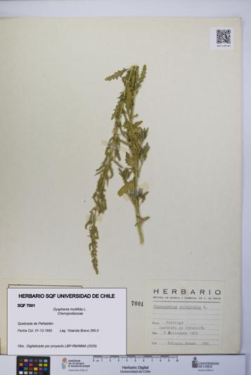 Dysphania multifida [Espécimen: UCH:SQF:0007001]