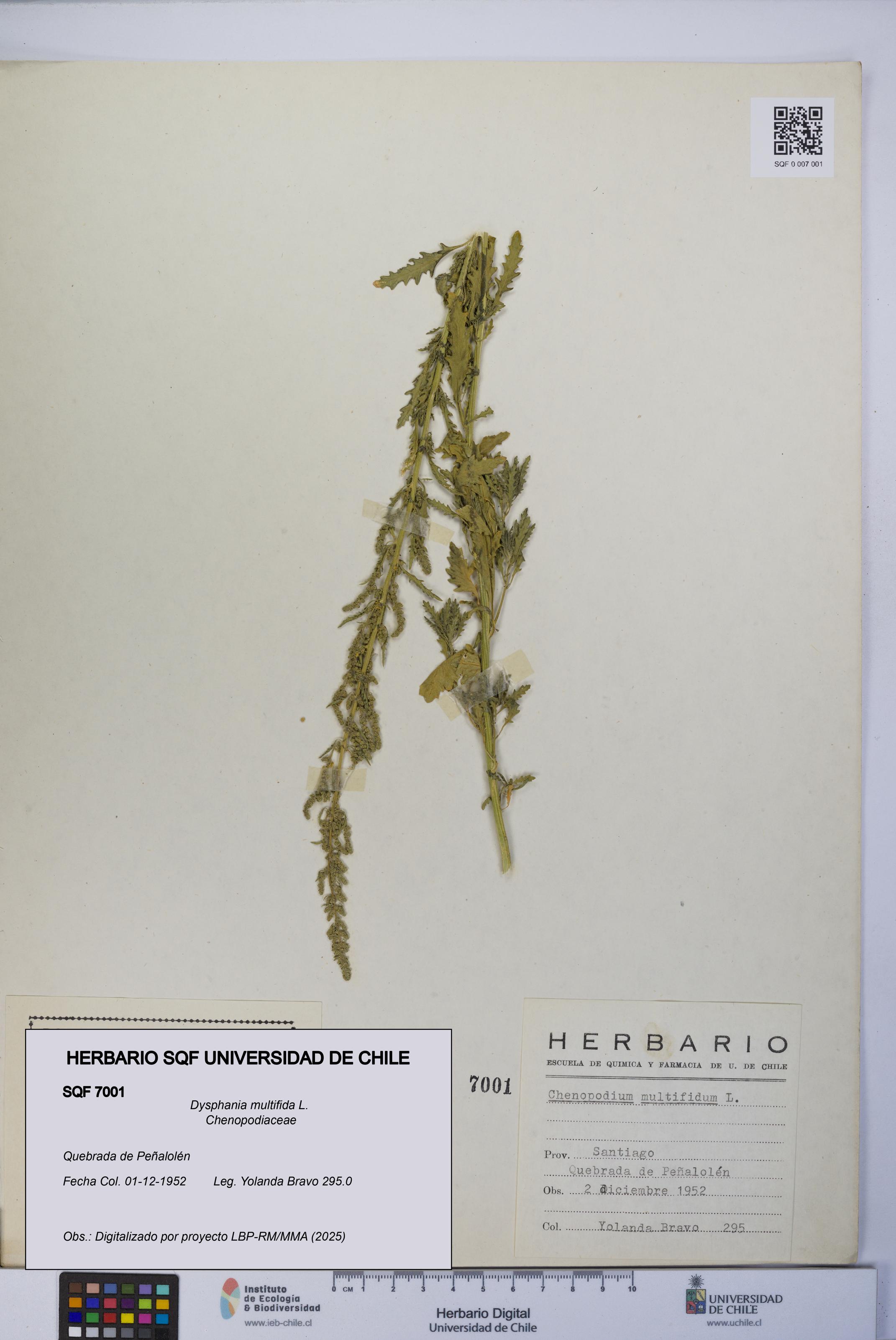 Dysphania multifida [Espécimen: UCH:SQF:0007001]