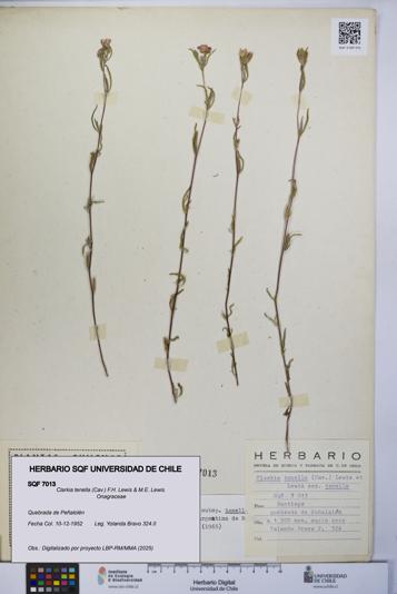 Clarkia tenella [Espécimen: UCH:SQF:0007013]