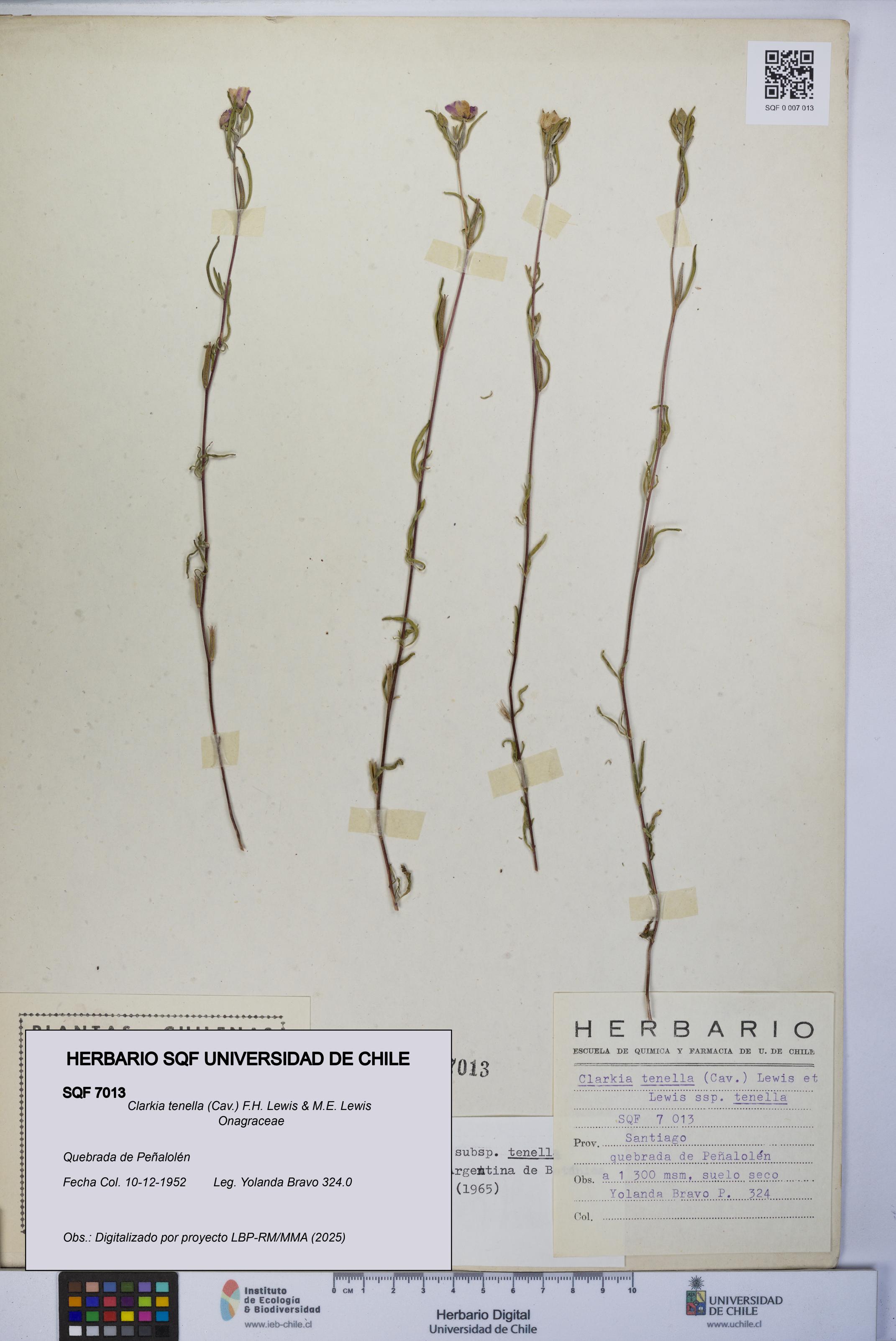 Clarkia tenella [Espécimen: UCH:SQF:0007013]