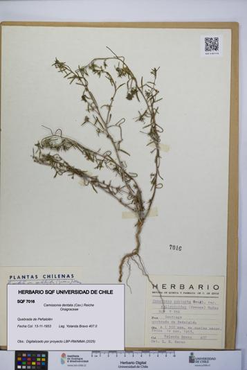 Camissonia dentata [Espécimen: UCH:SQF:0007016]