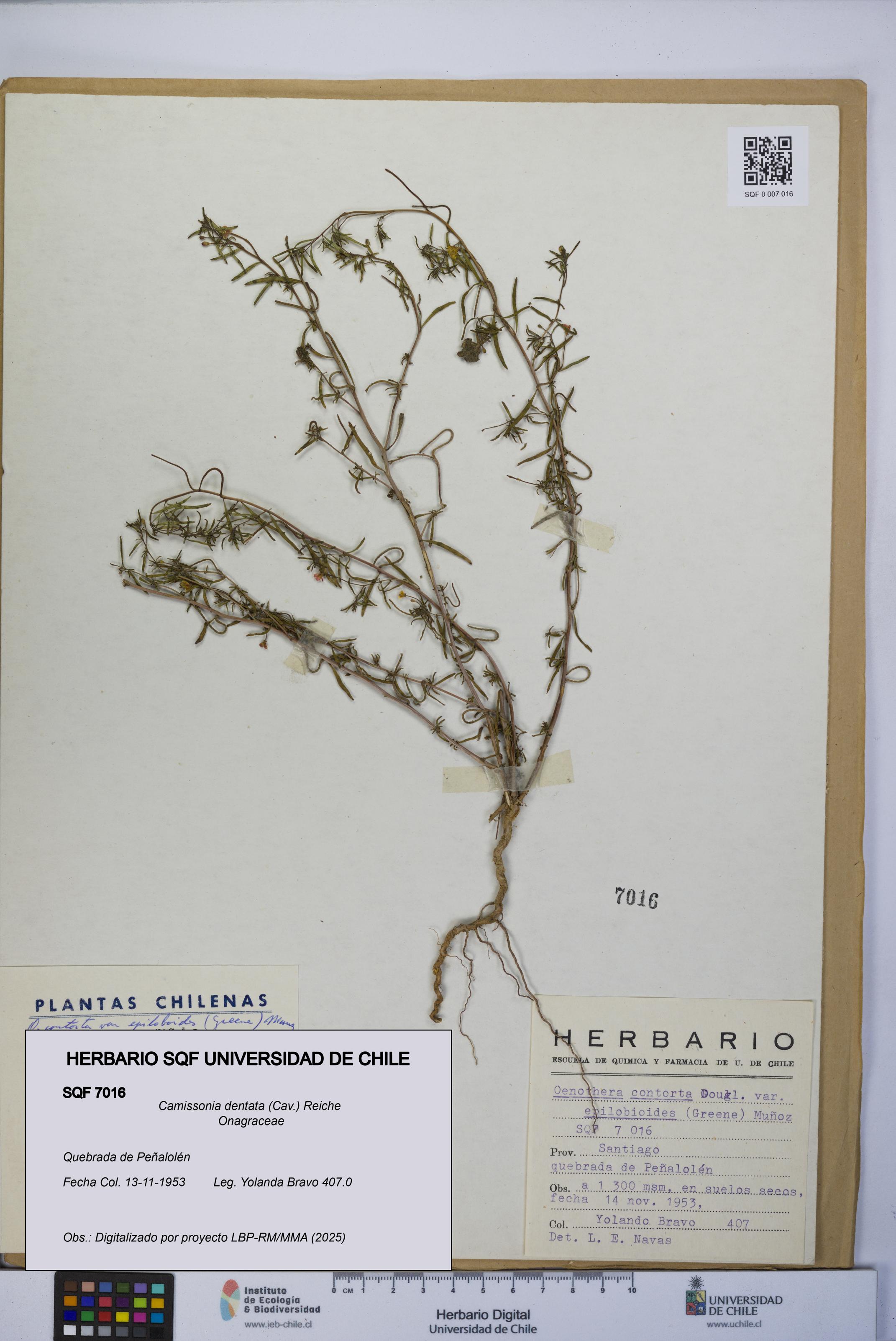 Camissonia dentata [Espécimen: UCH:SQF:0007016]