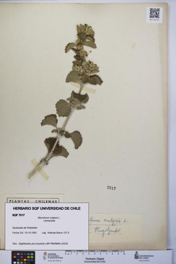 Marrubium vulgare [Espécimen: UCH:SQF:0007017]