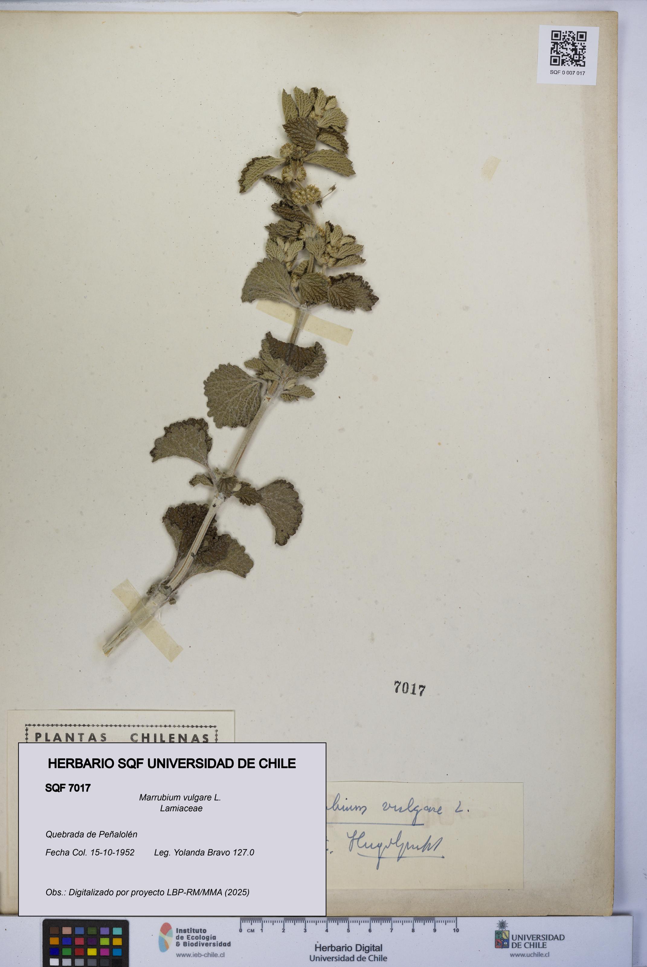 Marrubium vulgare [Espécimen: UCH:SQF:0007017]