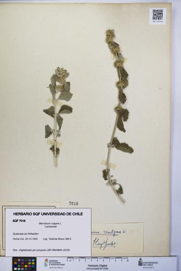 Marrubium vulgare [Espécimen: UCH:SQF:0007018]