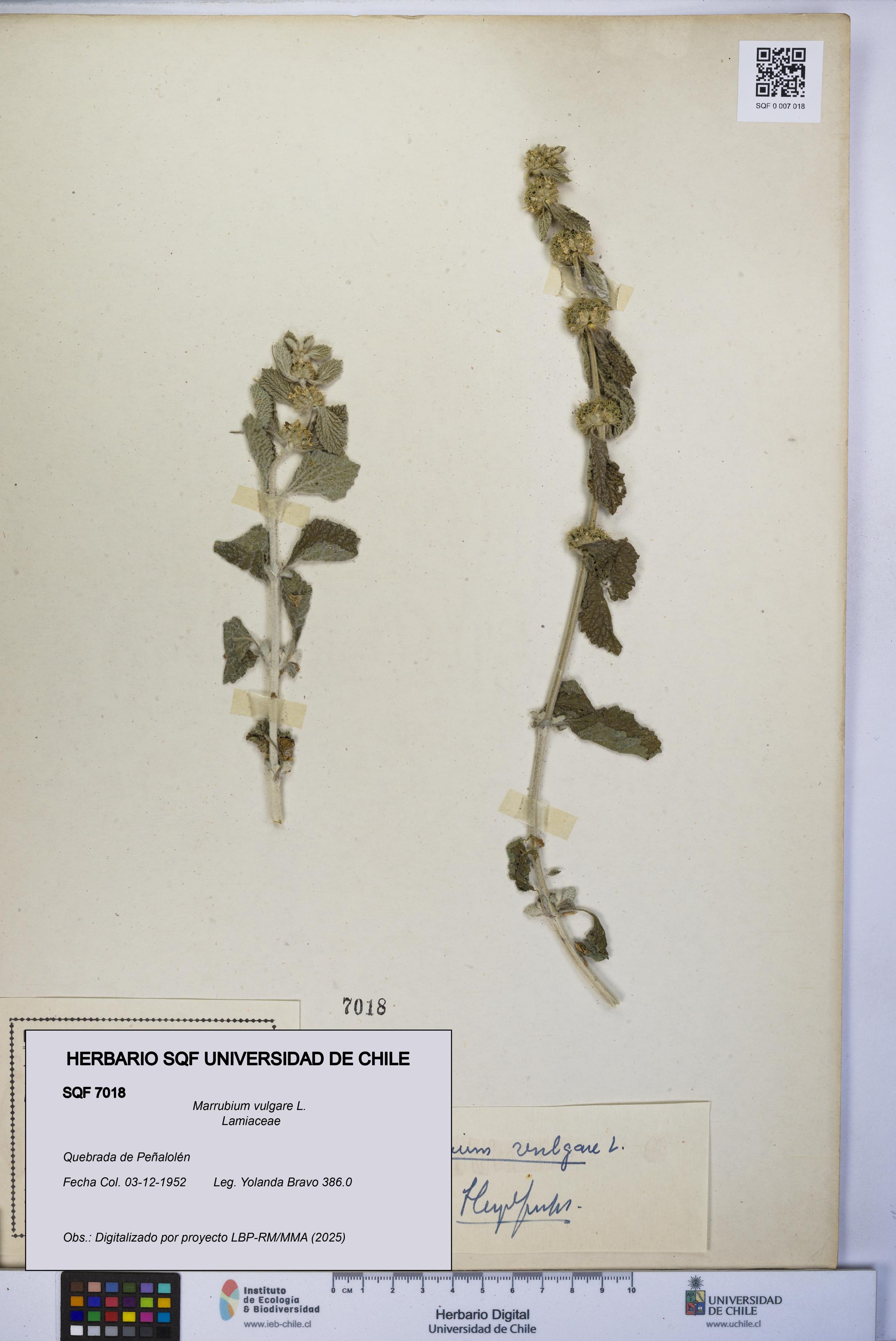 Marrubium vulgare [Espécimen: UCH:SQF:0007018]