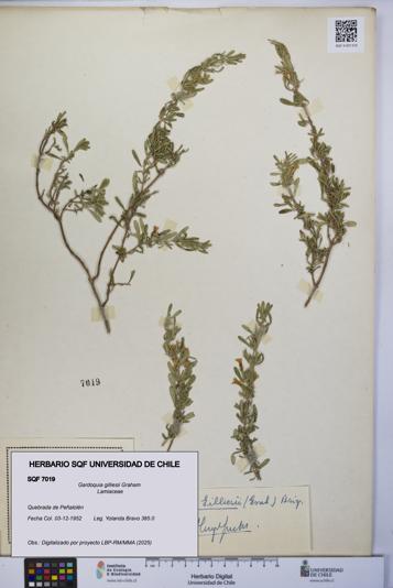 Gardoquia gilliesii [Espécimen: UCH:SQF:0007019]