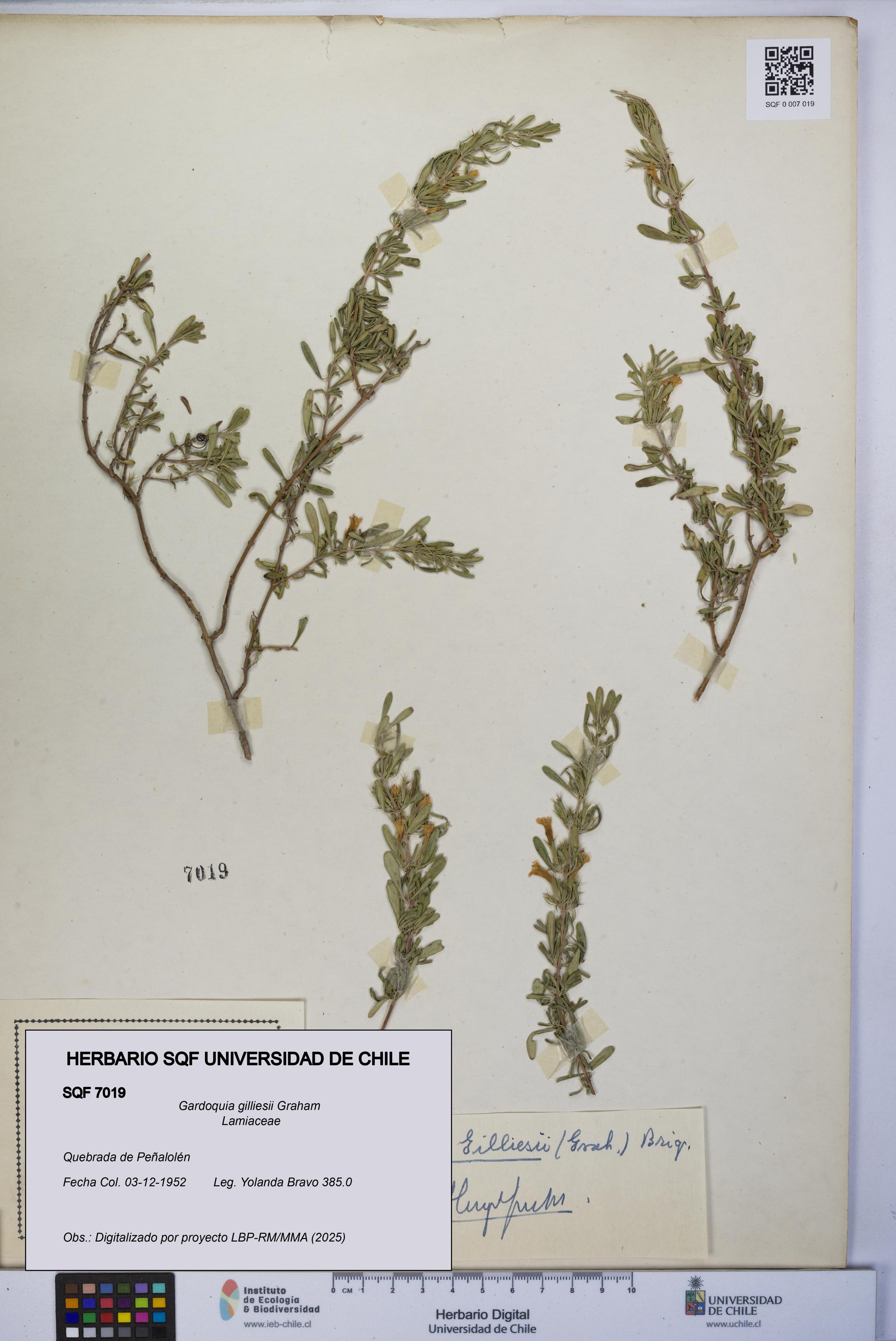 Gardoquia gilliesii [Espécimen: UCH:SQF:0007019]