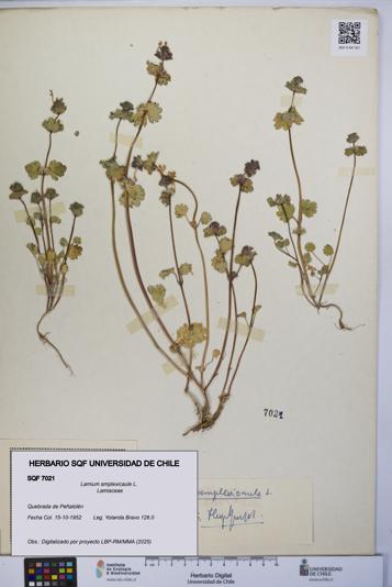 Lamium amplexicaule [Espécimen: UCH:SQF:0007021]