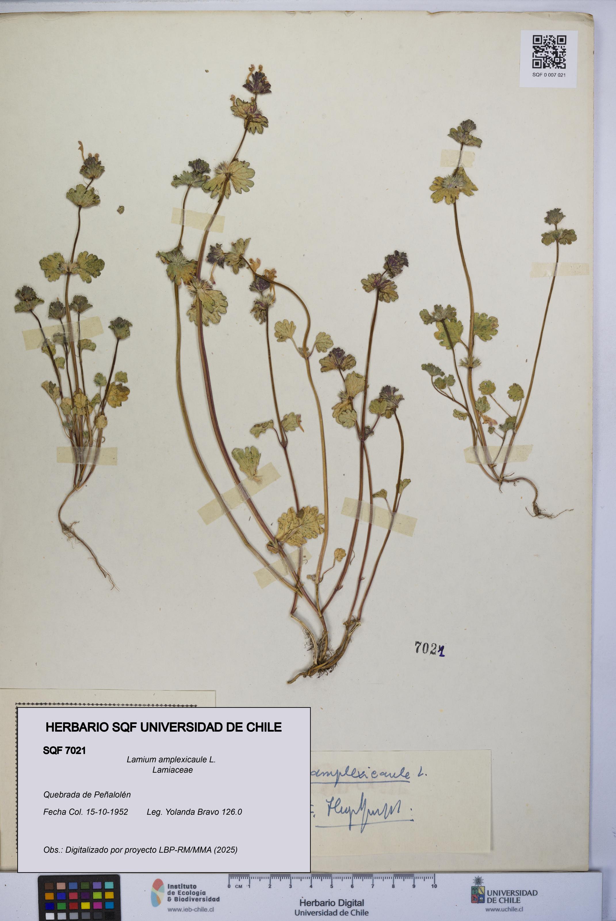 Lamium amplexicaule [Espécimen: UCH:SQF:0007021]