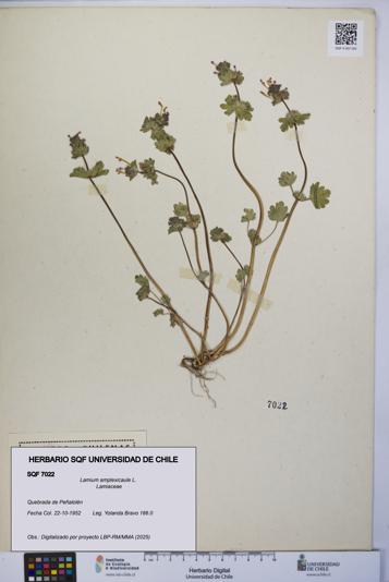 Lamium amplexicaule [Espécimen: UCH:SQF:0007022]