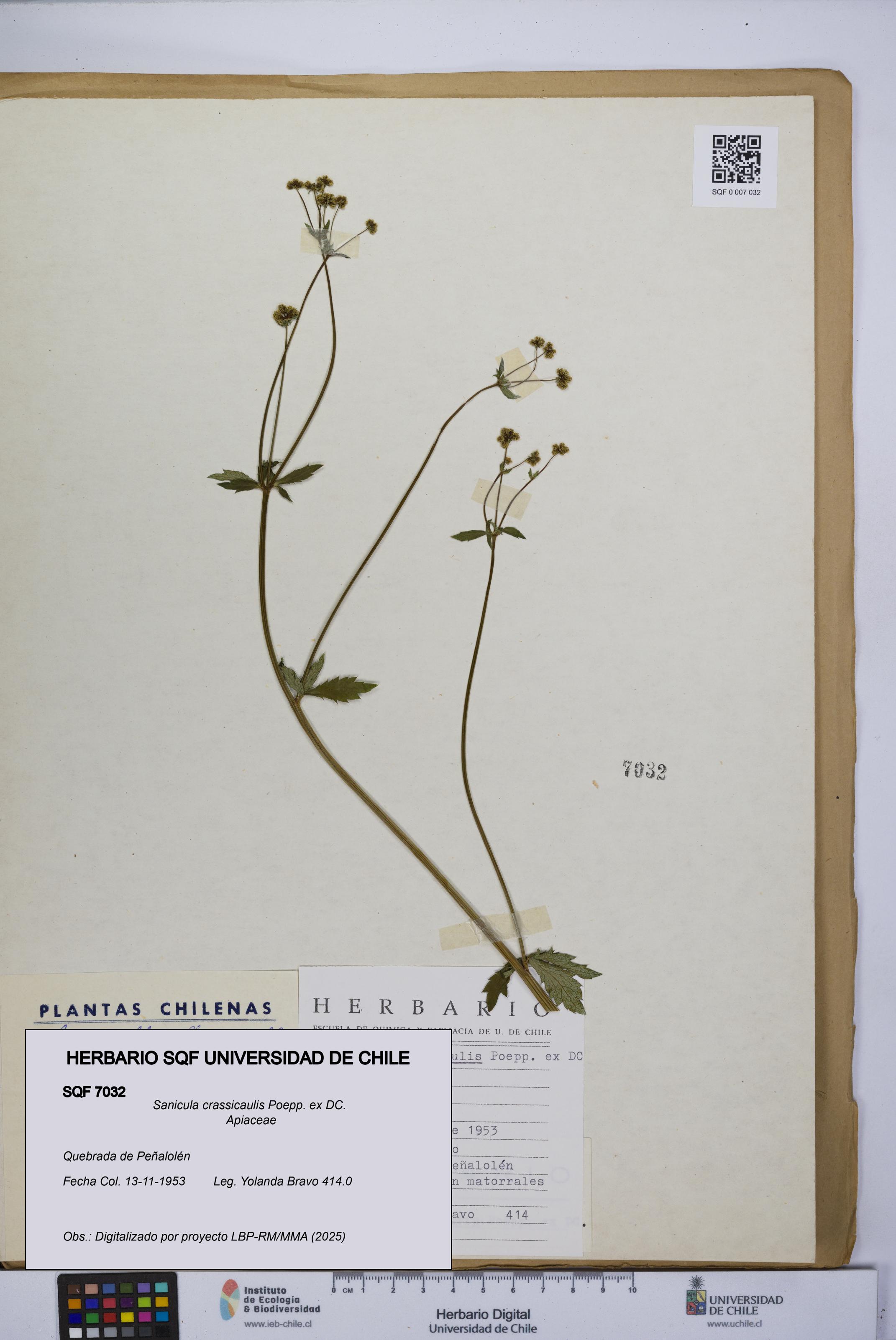 Sanicula crassicaulis [Espécimen: UCH:SQF:0007032]