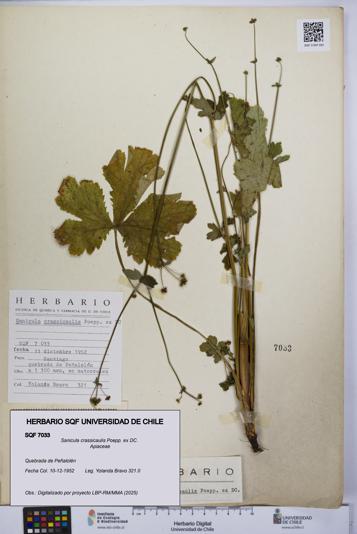 Sanicula crassicaulis [Espécimen: UCH:SQF:0007033]