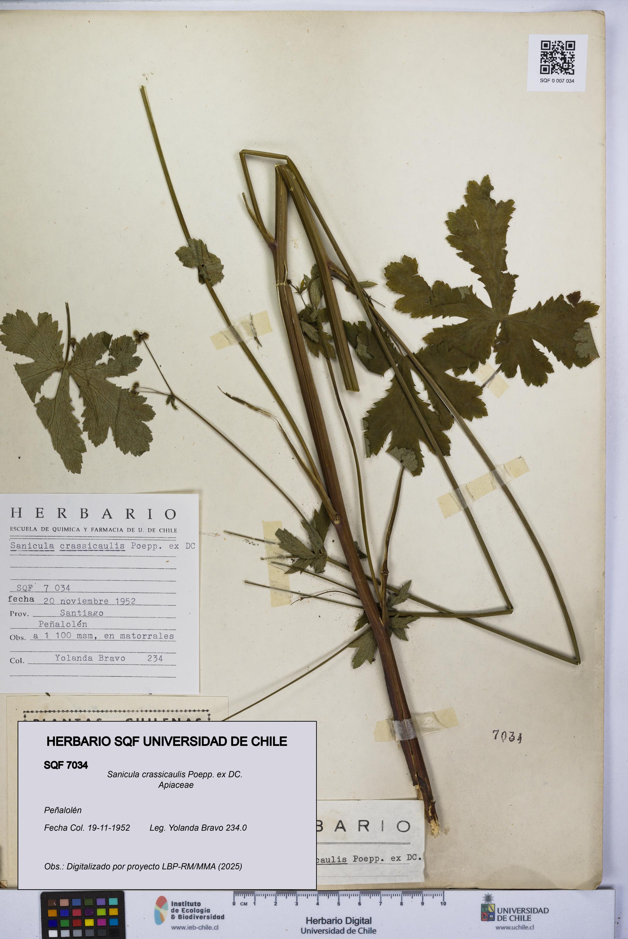 Sanicula crassicaulis [Espécimen: UCH:SQF:0007034]