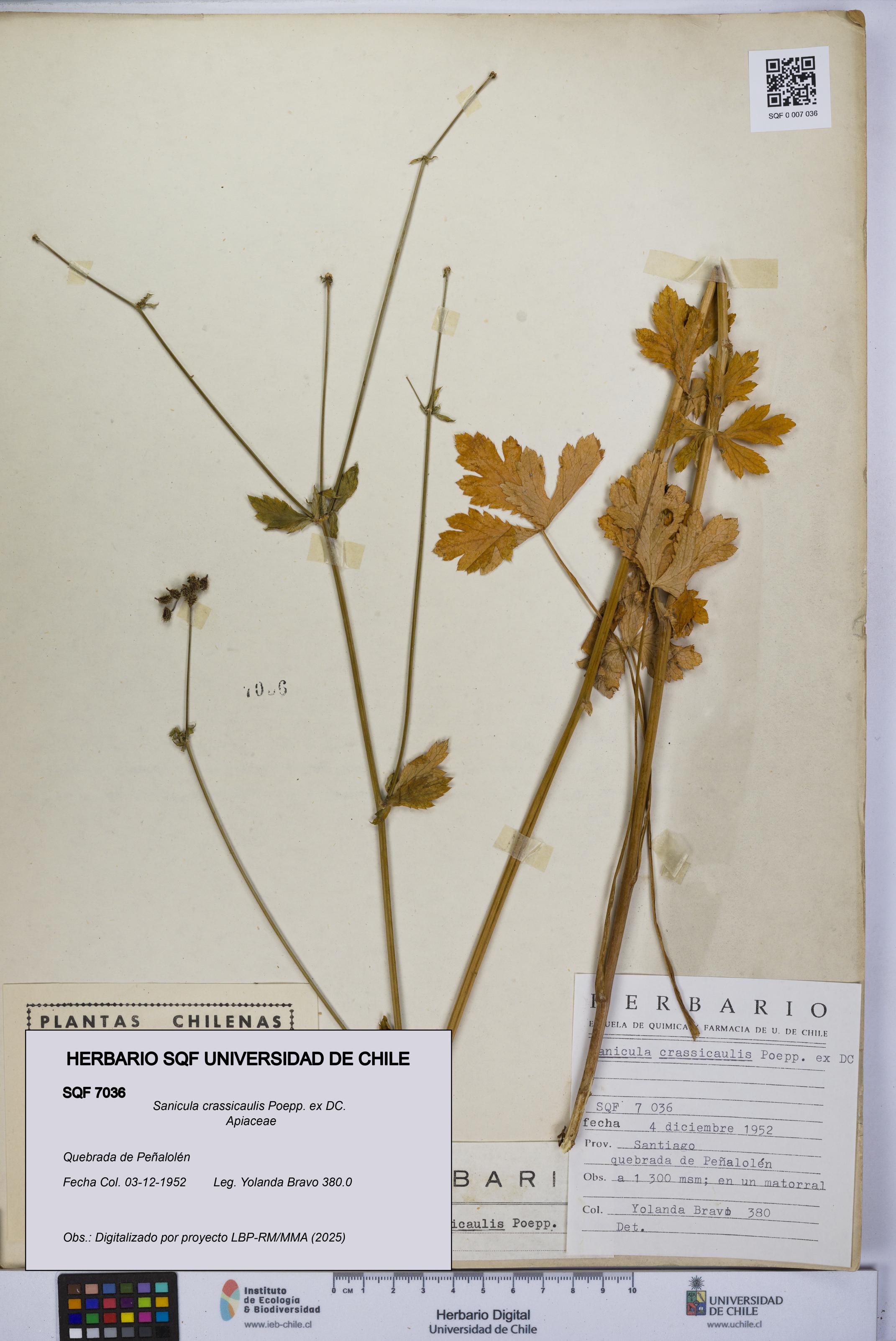 Sanicula crassicaulis [Espécimen: UCH:SQF:0007036]