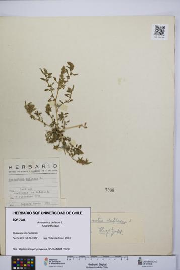 Amaranthus deflexus [Espécimen: UCH:SQF:0007038]