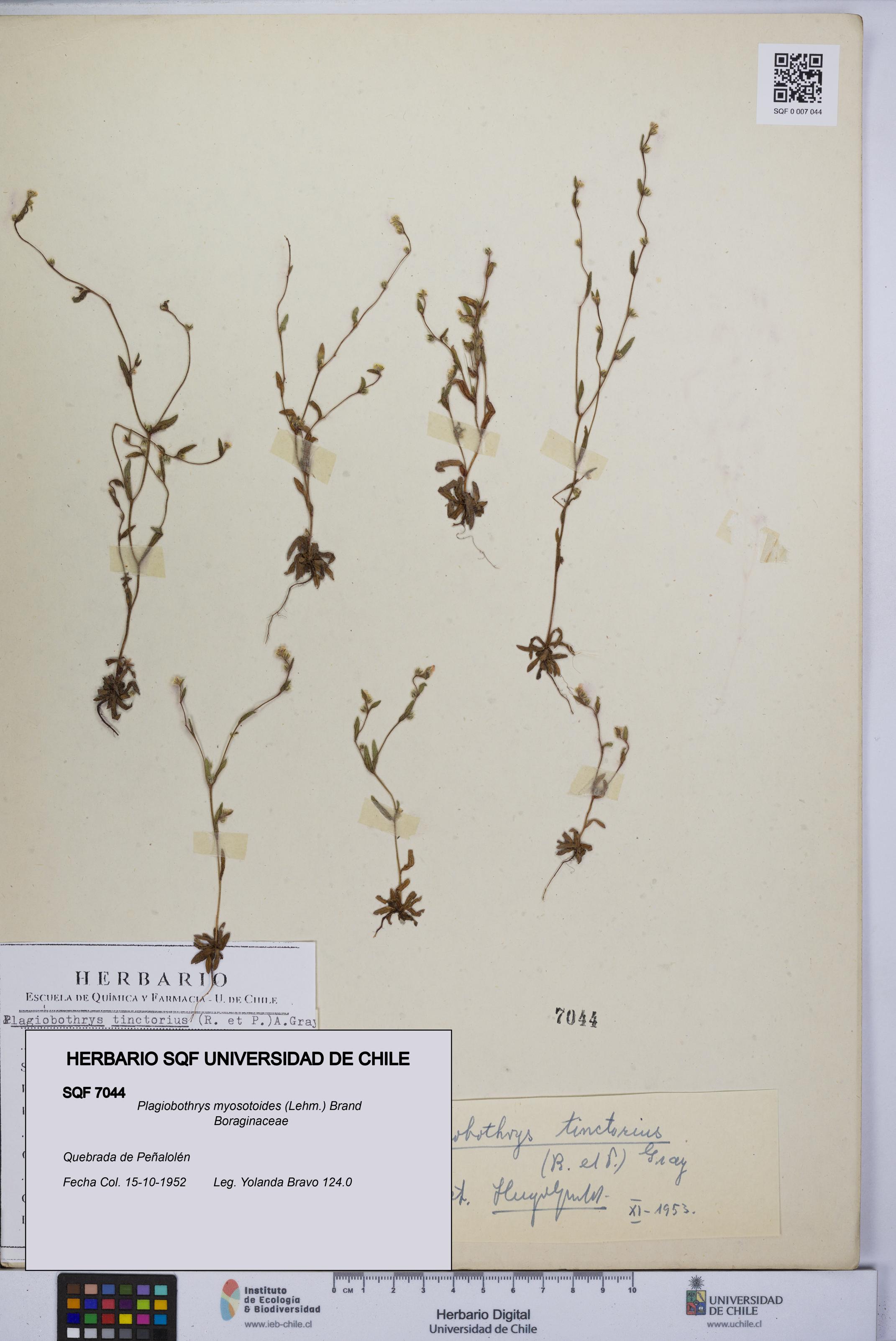 Plagiobothrys myosotoides [Espécimen: UCH:SQF:0007044]