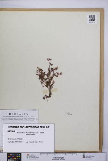 Plagiobothrys myosotoides [Espécimen: UCH:SQF:0007045]