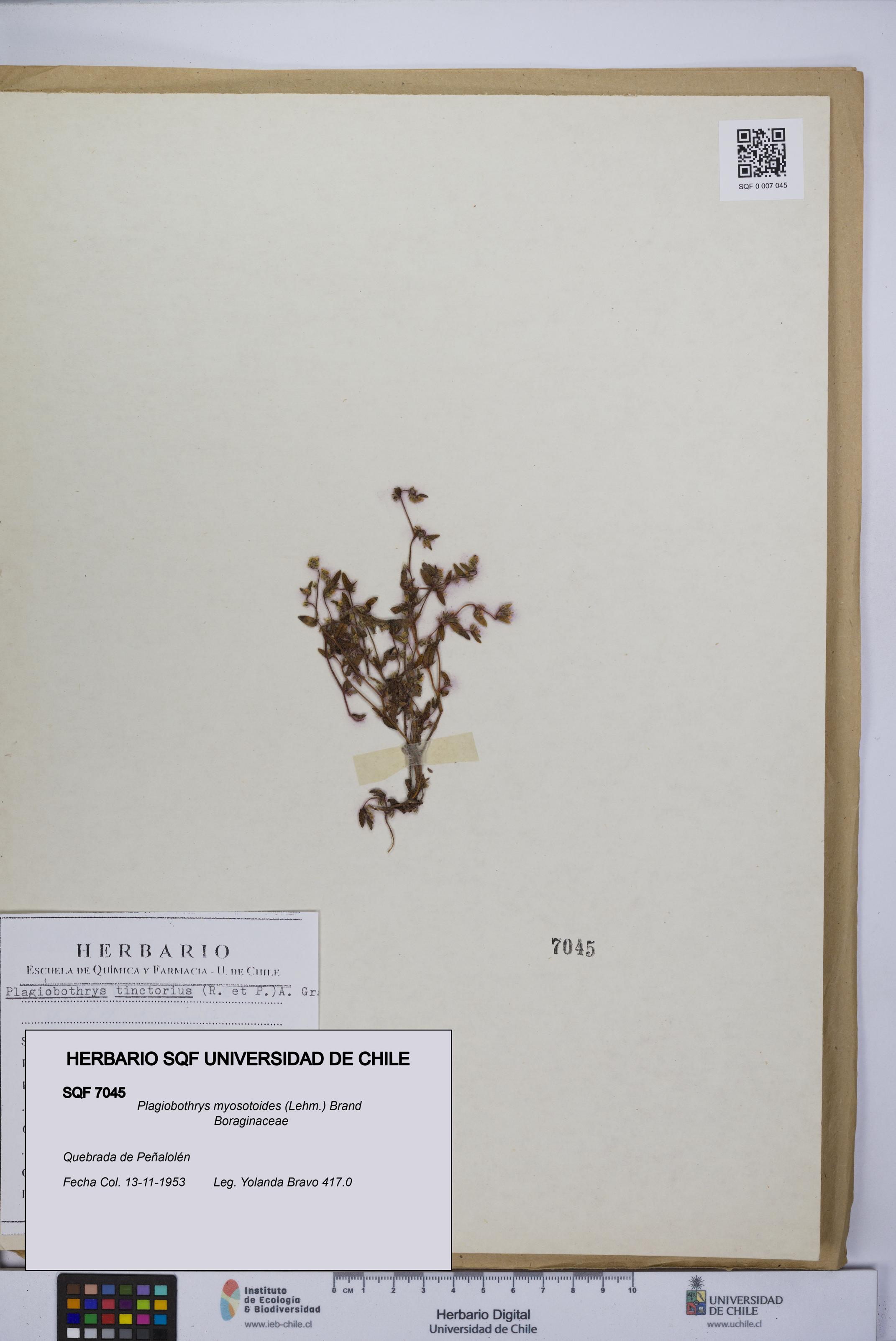 Plagiobothrys myosotoides [Espécimen: UCH:SQF:0007045]