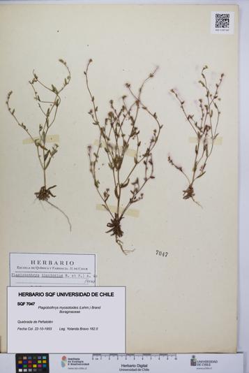 Plagiobothrys myosotoides [Espécimen: UCH:SQF:0007047]