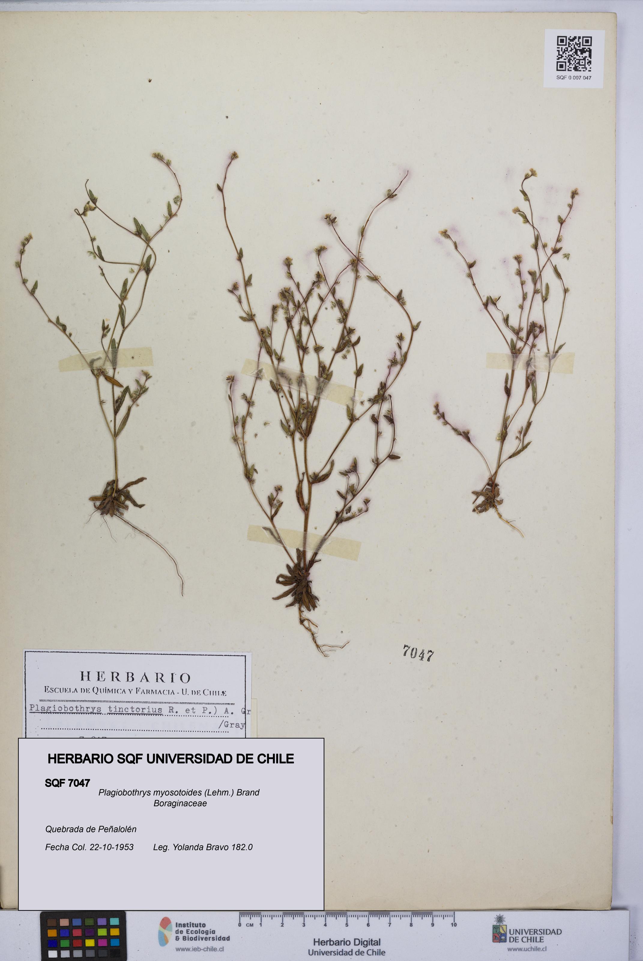 Plagiobothrys myosotoides [Espécimen: UCH:SQF:0007047]