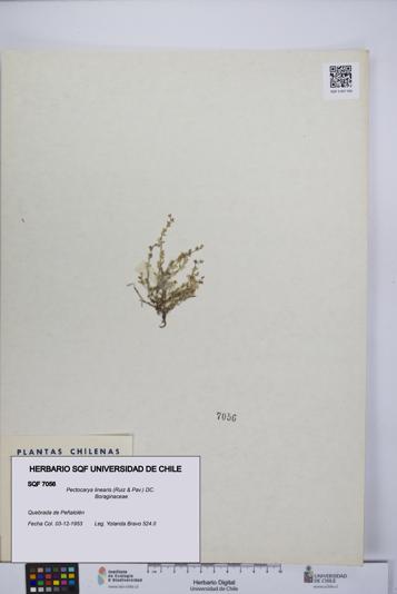 Pectocarya linearis [Espécimen: UCH:SQF:0007056]