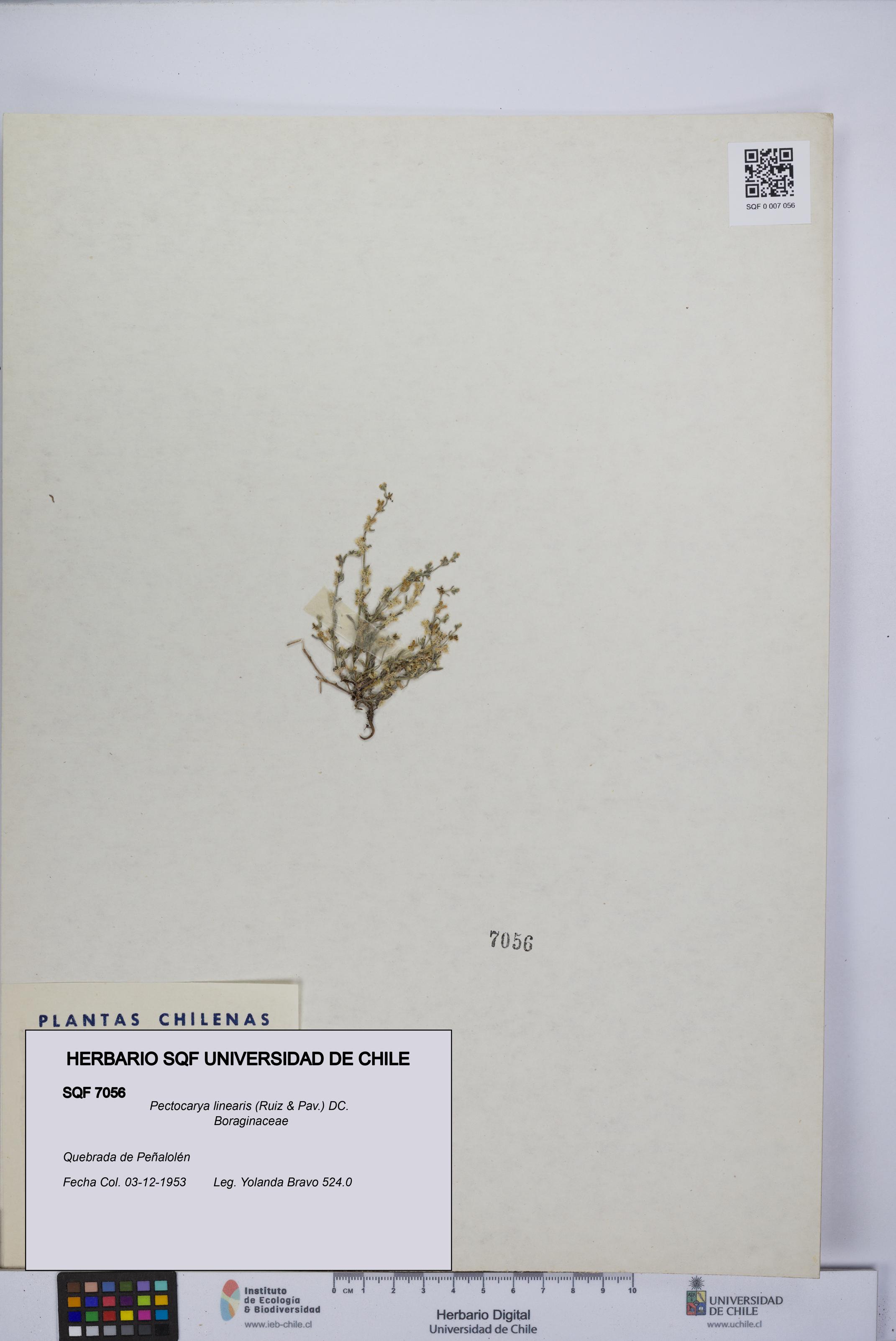 Pectocarya linearis [Espécimen: UCH:SQF:0007056]