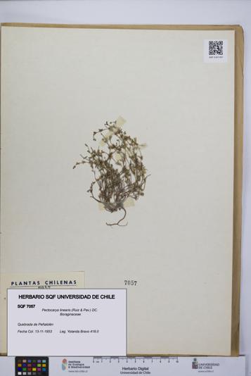 Pectocarya linearis [Espécimen: UCH:SQF:0007057]