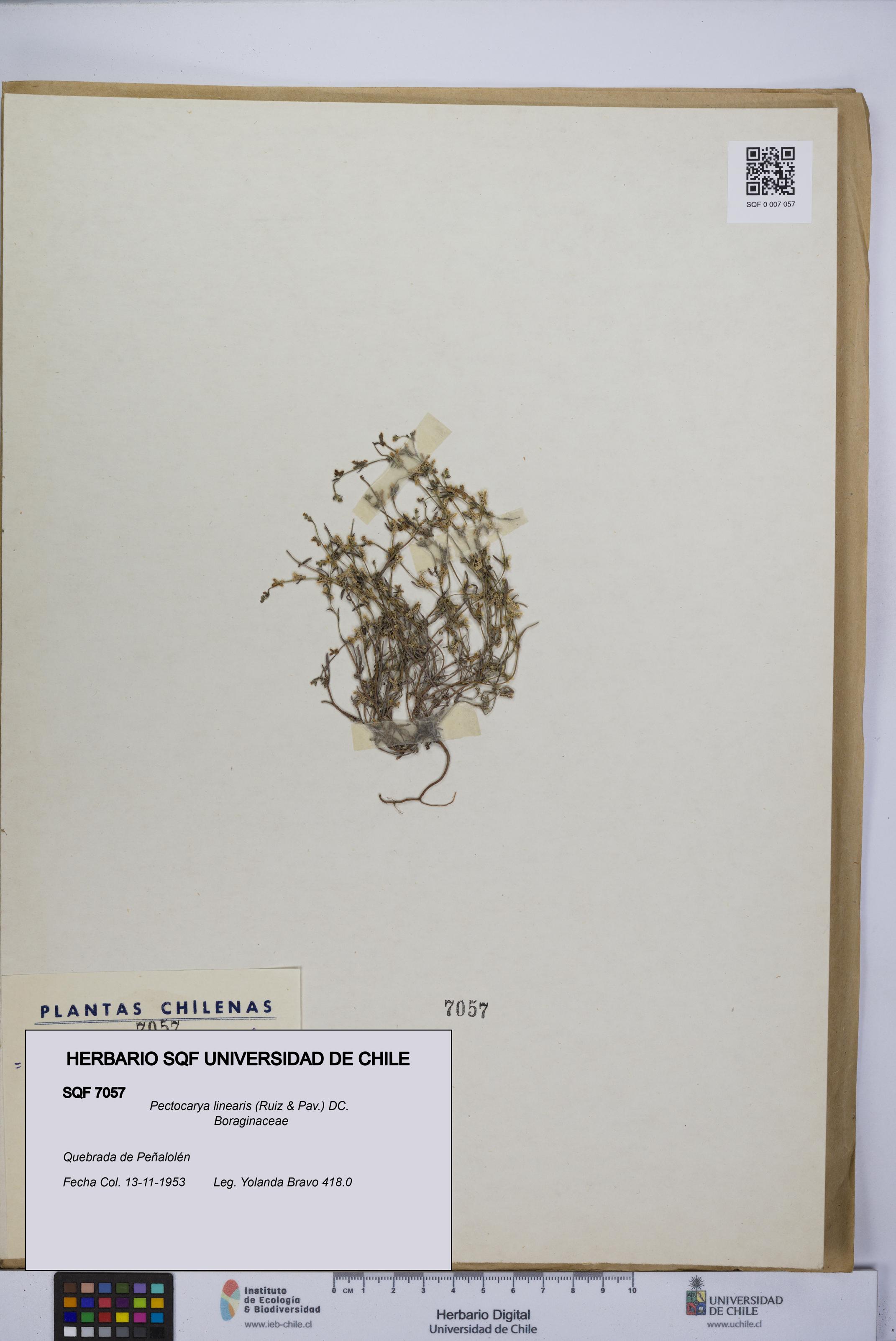 Pectocarya linearis [Espécimen: UCH:SQF:0007057]